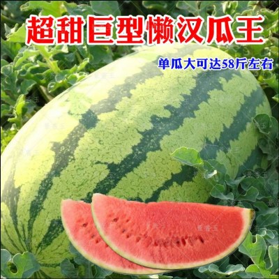西农八号西瓜种子 超甜高产巨型特大少籽懒汉瓜西瓜种籽水果种子图4