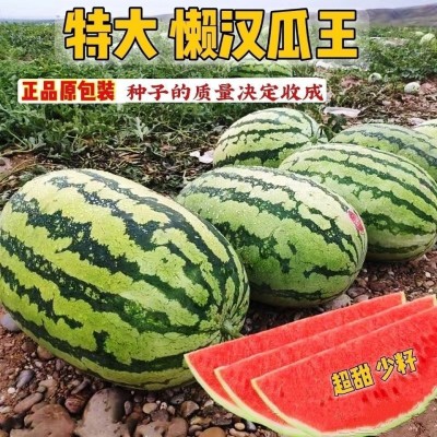 西农八号西瓜种子 超甜高产巨型特大少籽懒汉瓜西瓜种籽水果种子图3