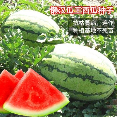 西农八号西瓜种子 超甜高产巨型特大少籽懒汉瓜西瓜种籽水果种子图5