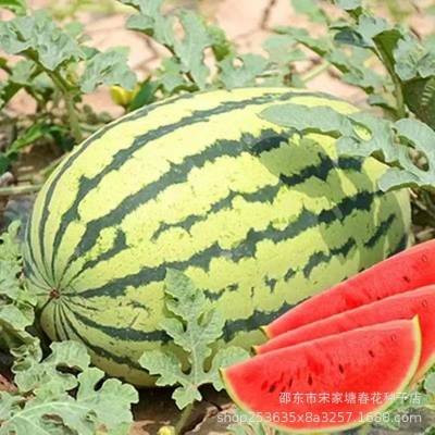 新品懒汉西瓜种子沙甜薄皮高产早熟农家大田易种四季水果蔬菜种籽图2