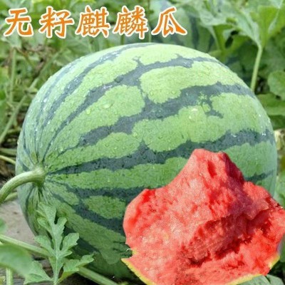 冰糖无籽西瓜种子薄皮麒麟王西瓜种子南方小四季春夏季蔬菜种子图2