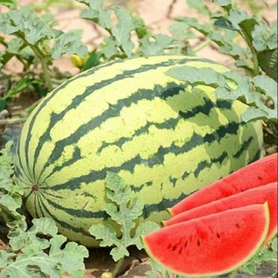 大量批发西瓜种籽懒汉西农八号西瓜种子春季种植蔬菜种子图4