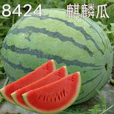 8424麒麟无籽美都西瓜种籽大全种子水果瓜果小南方西瓜种孑图2