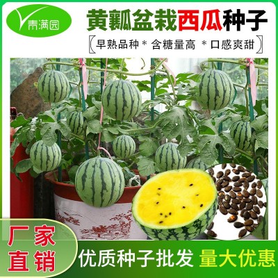 批发黄瓤小西瓜种子超甜黄心绿皮西瓜种籽菜园阳台盆栽水果种子籽图3