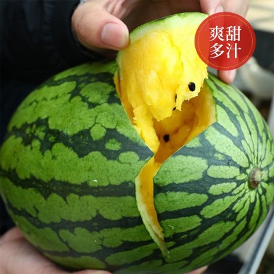 批发黄瓤小西瓜种子超甜黄心绿皮西瓜种籽菜园阳台盆栽水果种子籽图4