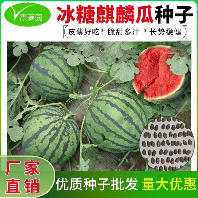 批发超甜冰糖麒麟西瓜种子脆甜多汁薄皮早熟西瓜种籽农田菜园种籽图2
