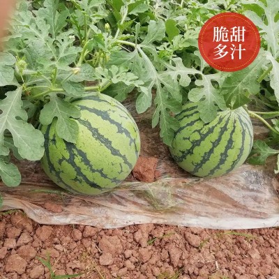批发超甜冰糖麒麟西瓜种子脆甜多汁薄皮早熟西瓜种籽农田菜园种籽图5