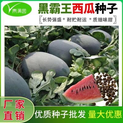 黑霸王懒汉西瓜种子黑皮黑美人又大又红红瓤超甜特大西瓜种籽图2