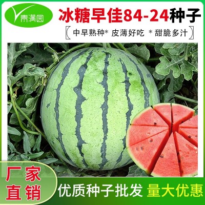 批发早佳8424麒麟美都西瓜种籽四季盆栽甜西瓜春季水果种子公司图2