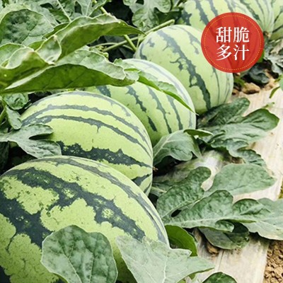批发早佳8424麒麟美都西瓜种籽四季盆栽甜西瓜春季水果种子公司图4