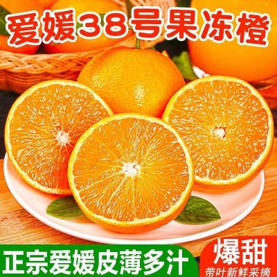 四川爱媛果粒橙正宗新鲜水果柑橘桔手剥橙子薄皮无籽果园直发整箱图3