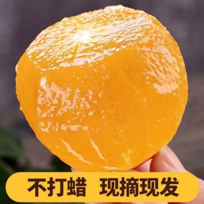 四川爱媛果粒橙正宗新鲜水果柑橘桔手剥橙子薄皮无籽果园直发整箱图4