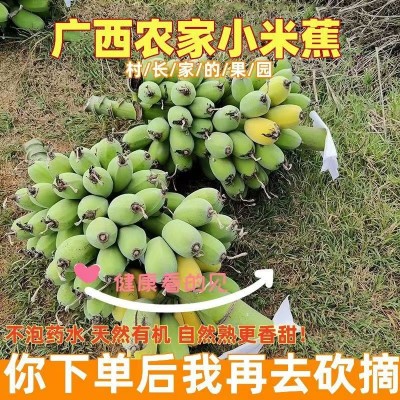 广西薄皮正宗小米蕉应季新鲜现摘健康不催熟农家种植软糯香甜水果图5
