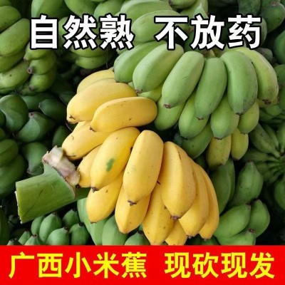 广西薄皮正宗小米蕉应季新鲜现摘健康不催熟农家种植软糯香甜水果图3