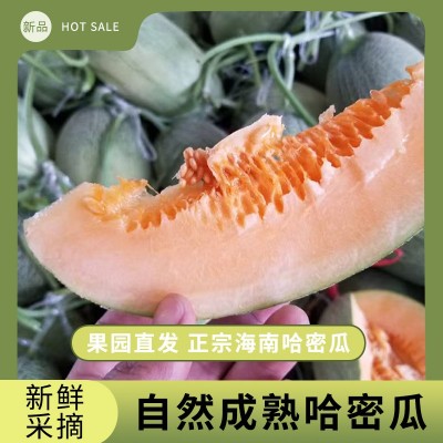爆甜哈密瓜新鲜果园现摘现发应季水果海南蜜瓜脆甜多汁瓜整箱包邮图2
