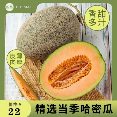 爆甜哈密瓜新鲜果园现摘现发应季水果海南蜜瓜脆甜多汁瓜整箱包邮图3