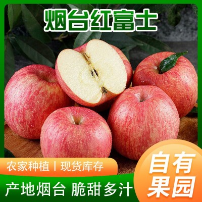 烟台红富士苹果自家果园4斤装新鲜水果脆甜多汁苹果一件代发图3