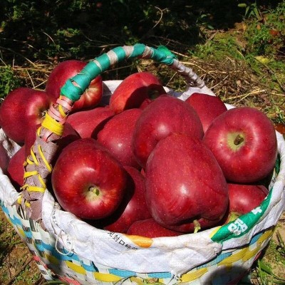 天水花牛苹果新鲜水果宝宝辅食蛇果香甜粉一件代发图4