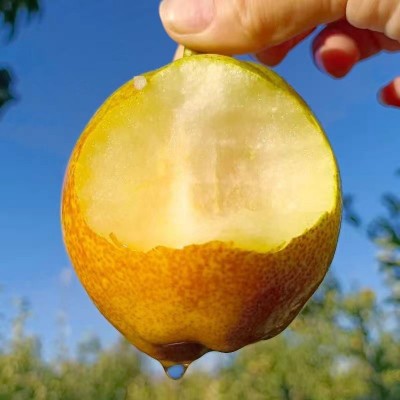 新疆库尔勒香梨新鲜梨子水果整箱皮薄脆甜多汁皮薄汁多当季梨批发图4