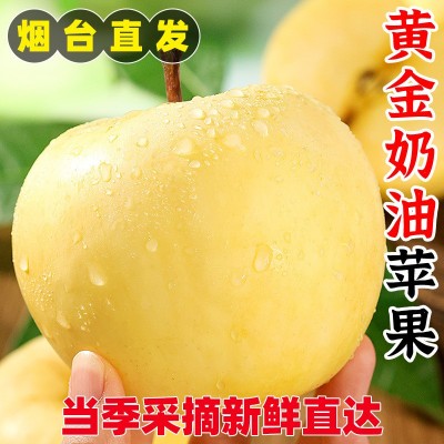 山东烟台黄金奶油富士苹果当季整箱5/10斤礼盒装奶油苹果新鲜水果图4