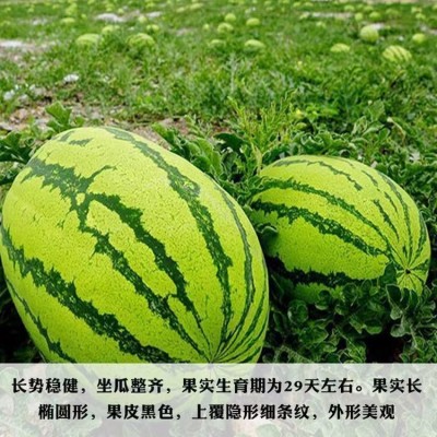 春夏懒汉王西瓜懒人特大高产早熟黄瓜籽 四季播种西瓜水果种子图2