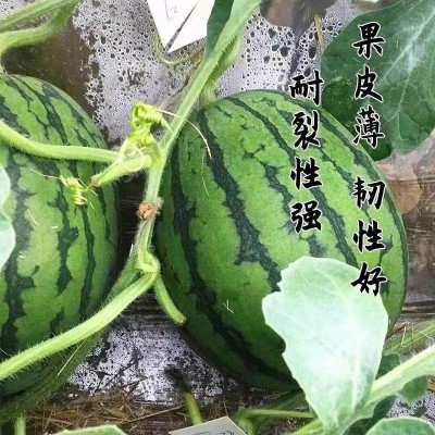 抗病2k西瓜种子薄皮沙瓤小西瓜种籽南方春季四季盆栽瓜果种子图2