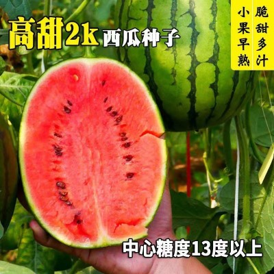抗病2k西瓜种子薄皮沙瓤小西瓜种籽南方春季四季盆栽瓜果种子图4