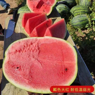 特大懒汉王西瓜种子脆甜多汁水果西瓜石头缝西瓜蔬菜水果种子图2