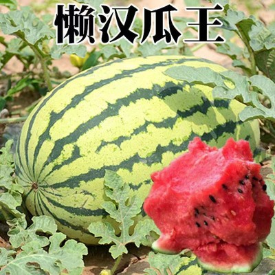 特大懒汉王西瓜种子脆甜多汁水果西瓜石头缝西瓜蔬菜水果种子图3