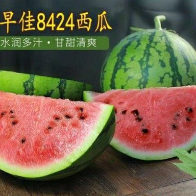 早佳8424西瓜种子冰糖薄皮麒麟王西瓜种籽早熟四季播西瓜种子图2