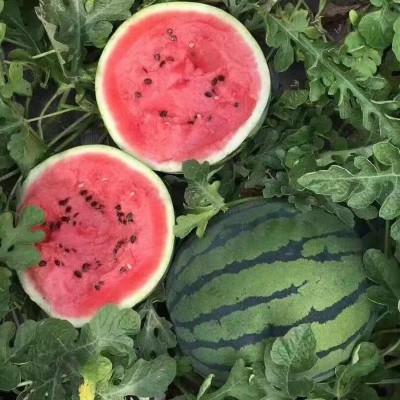 早佳8424西瓜种子冰糖薄皮麒麟王西瓜种籽早熟四季播西瓜种子图4