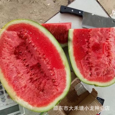 新红宝西瓜种孑绿皮大果少籽四季播庭院大田巨型水果西瓜种子大全图2