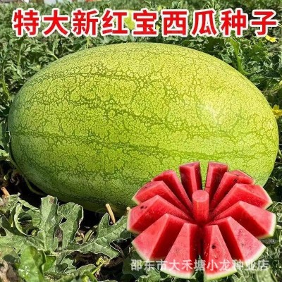 新红宝西瓜种孑绿皮大果少籽四季播庭院大田巨型水果西瓜种子大全图3