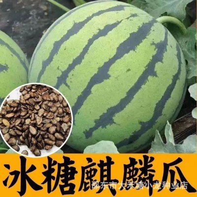 【麒麟西瓜】8424冰糖麒麟西瓜种子麒麟瓜特甜早熟高产种籽懒人图3