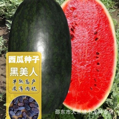 正宗黑美人西瓜种子 新品种黑皮红瓤易种植种子农家田园水果种籽图3