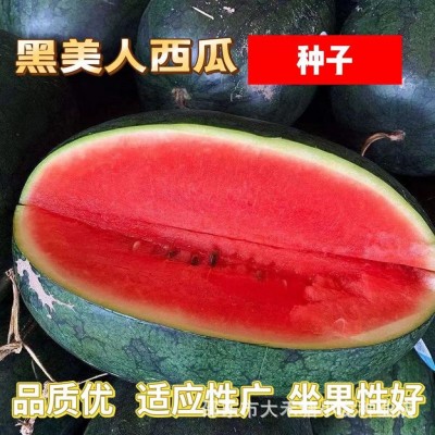 正宗黑美人西瓜种子 新品种黑皮红瓤易种植种子农家田园水果种籽图4