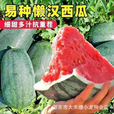 懒汉瓜王西瓜种子正品高产特大早熟水果四季种植超甜少籽大田种籽图2