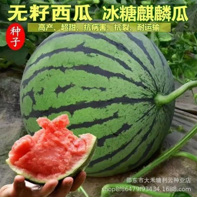 冰糖无籽西瓜种子原装薄皮正宗无子懒人田园新品冰糖西瓜夏季水果图4
