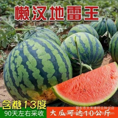 懒汉地雷王西瓜种子农家特大地雷懒汉西瓜种子圆形高产西瓜种子图3
