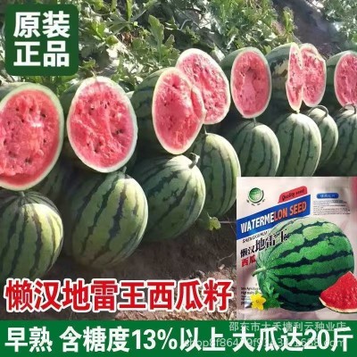 懒汉地雷王西瓜种子农家特大地雷懒汉西瓜种子圆形高产西瓜种子图4