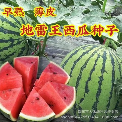 懒汉地雷王西瓜种子农家特大地雷懒汉西瓜种子圆形高产西瓜种子图2