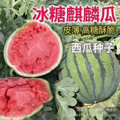 冰糖麒麟西瓜种子早熟圆形红心水果种子甜脆春夏季种植蔬菜籽图3