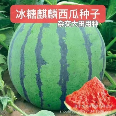 冰糖麒麟西瓜种子早熟圆形红心水果种子甜脆春夏季种植蔬菜籽图2