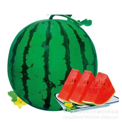 冰糖麒麟西瓜种子早熟圆形红心水果种子甜脆春夏季种植蔬菜籽图5