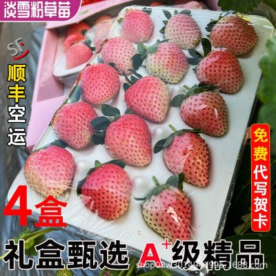 淡雪粉草莓顺丰空运 4盒云南粉玉草莓新鲜水果送礼爆甜粉玉礼物图2
