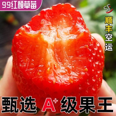 顺丰云南草莓新鲜红颜99草莓孕妇应季水果奶油草莓大果顺丰包邮图4