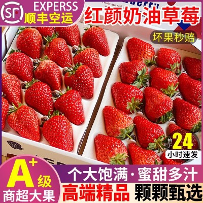 云南草莓新鲜红颜99草莓孕妇应季水果奶油草莓大果顺丰包邮图3