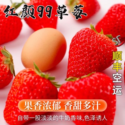 云南草莓新鲜红颜99草莓孕妇应季水果奶油草莓大果顺丰包邮图4