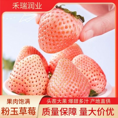 顺丰 粉玉草莓奶油草莓1000g装白色草莓粉色草莓现摘现发当季水果图2