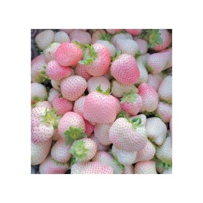 顺丰 粉玉草莓奶油草莓1000g装白色草莓粉色草莓现摘现发当季水果图4